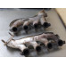 237E320 Exhaust Manifold Pair Set For 99-03 Chevrolet Silverado 2500 6.0 12616286 Gas 237E320 Exhaust Manifold Pair Set For 99-03 Chevrolet Silverado 2500 6.0 12616286 Gas