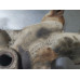 237T310 Right Exhaust Manifold For 05-09 Chevrolet Equinox 3.4 12575491 Gas 237T310 Right Exhaust Manifold For 05-09 Chevrolet Equinox 3.4 12575491 Gas